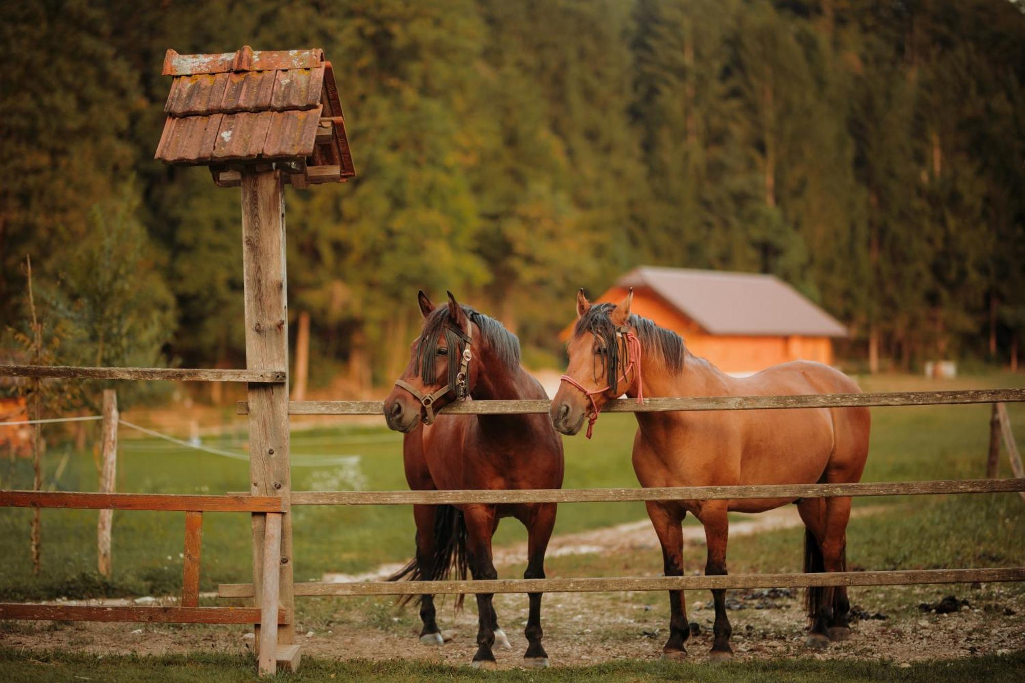 Tržič Ranc Mackadam Ranch Mackadamヴィラ エクステリア 写真